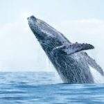 Humpback Whale