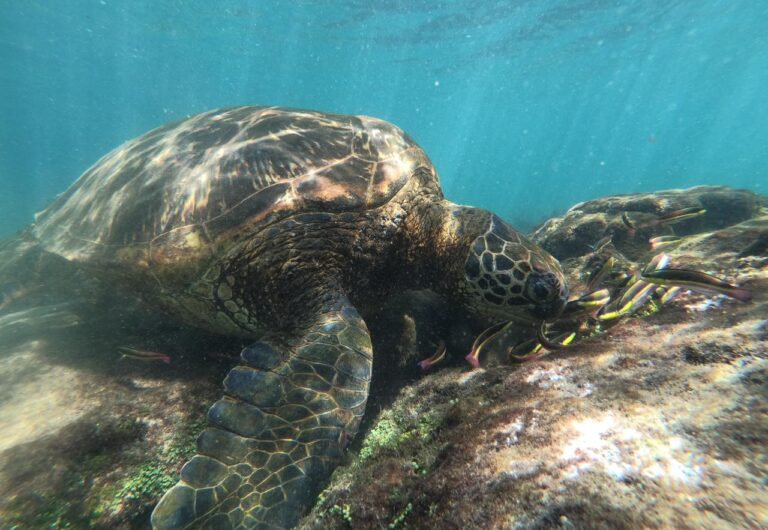 A giant sea turtle feeding on algae on Isabela Island