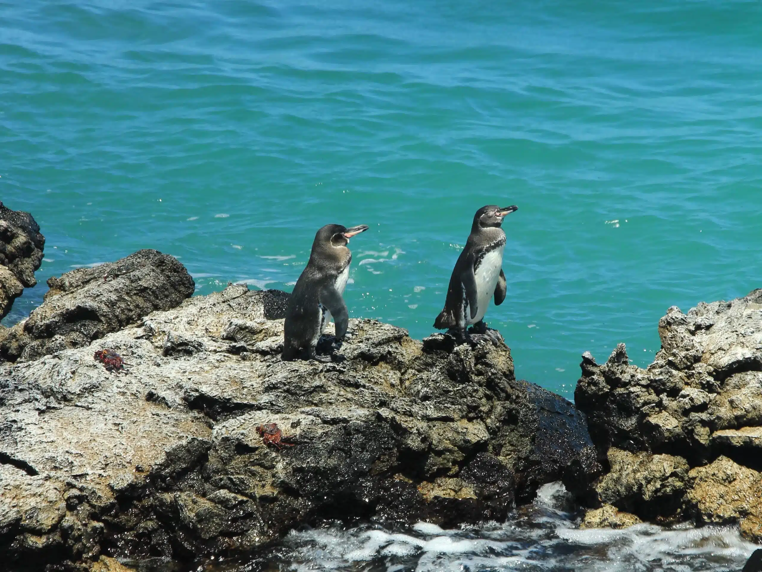 Galapagos Penguis sun bathing on rocks on Isabela Island