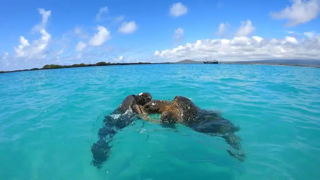 Two Green Sea Turtles fighting with each other in Las Tintoreras. Discoverd while on the Kayaking Tour to Tintoreras