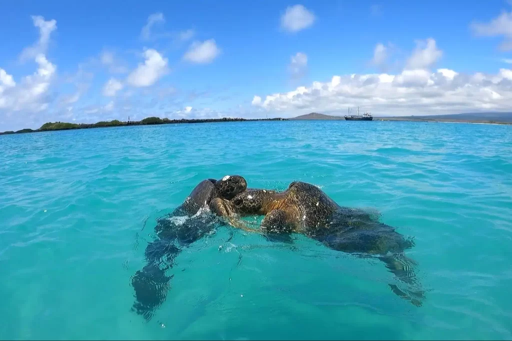 Two Green Sea Turtles fighting with each other in Las Tintoreras. Discoverd while on the Kayaking Tour to Tintoreras