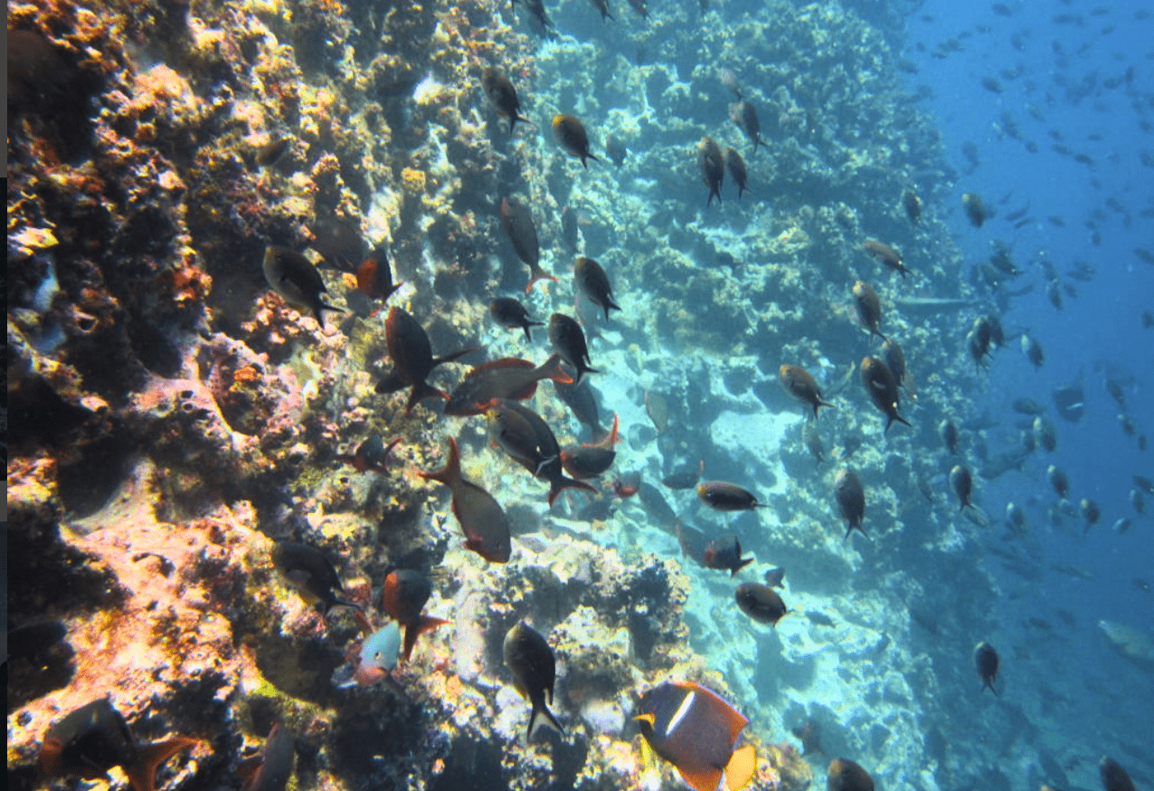 The steep and colorful underwater walls of the volcanic islets Cuatro Hermanos
