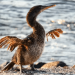 Flightless Cormorant at Playa de los Cormoranes