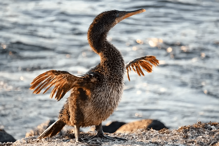 Flightless Cormorant at Playa de los Cormoranes