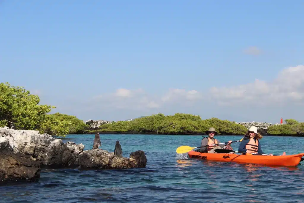 Kayaking with Penguins at the Tintoreras Islets