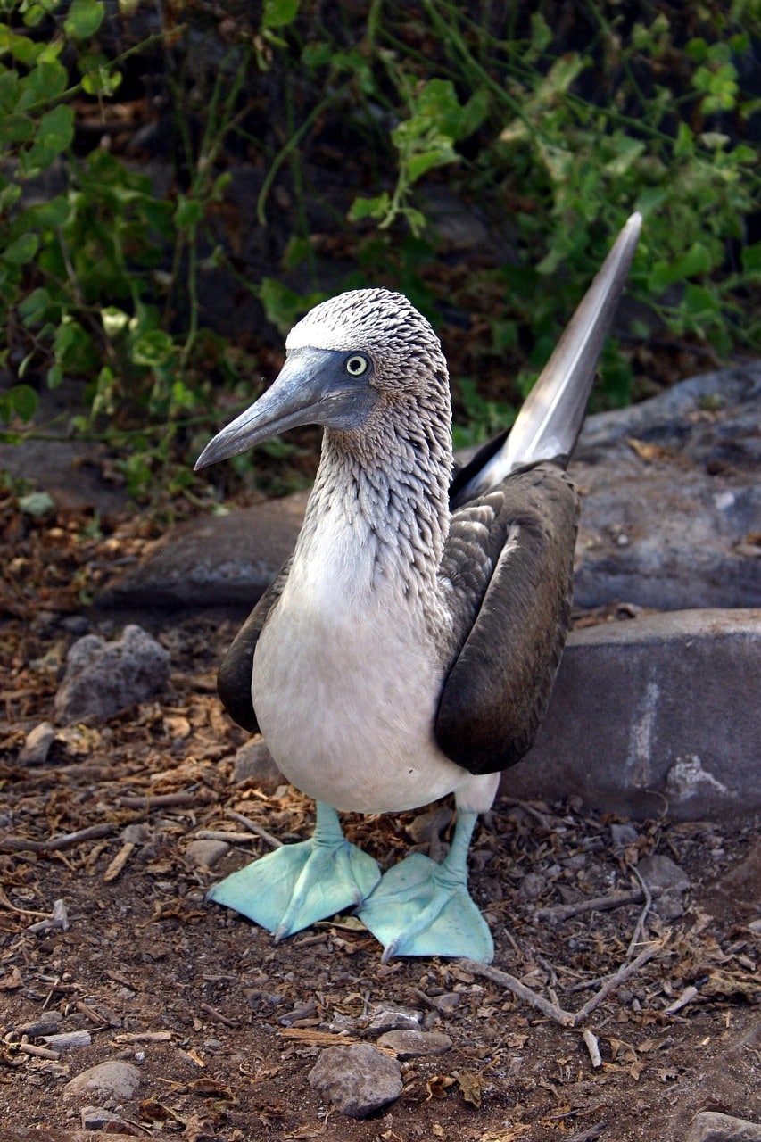 Blue-footed Booby