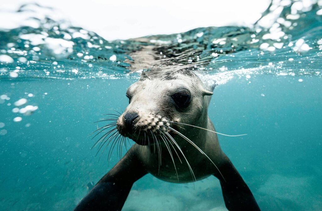 Charming wild seal baby swimming in blue clear rippling sea water during sunny day on surface