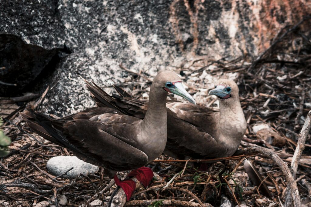 Close-up of two red-footed boobies on a nest, showcasing wildlife photography at its best.
