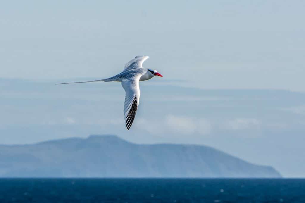 galapagos, nature, wildlife, ornithology, plumage, avian, feathers, birdwatching, tropicbird, bird