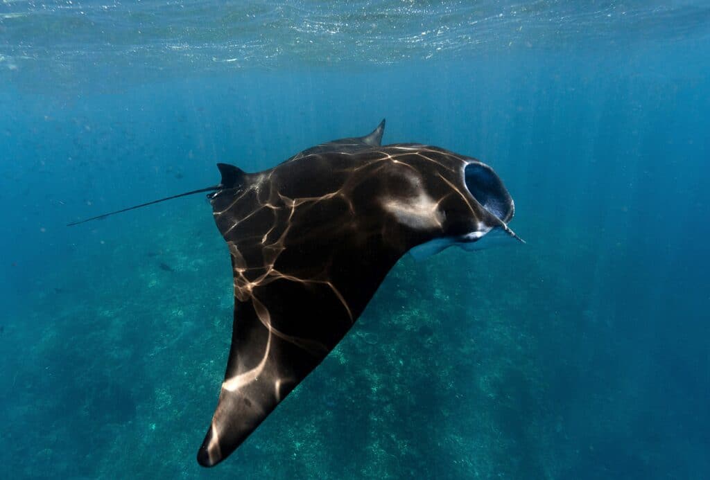 A majestic manta ray gracefully swims through clear ocean waters, showcasing its elegant form.